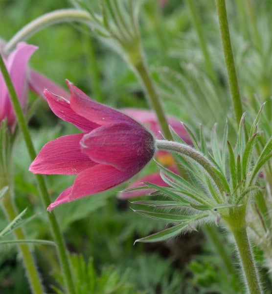 Nahaufnahme einer Kuhschelle mit purpurfarbenen Blütenblättern und grünen Stängeln.