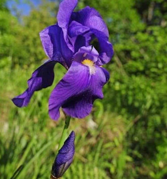 Nahaufnahme einer blühenden lila Iris mit einer Blütenknospe
