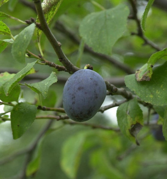 Reife Pflaume am Baum
