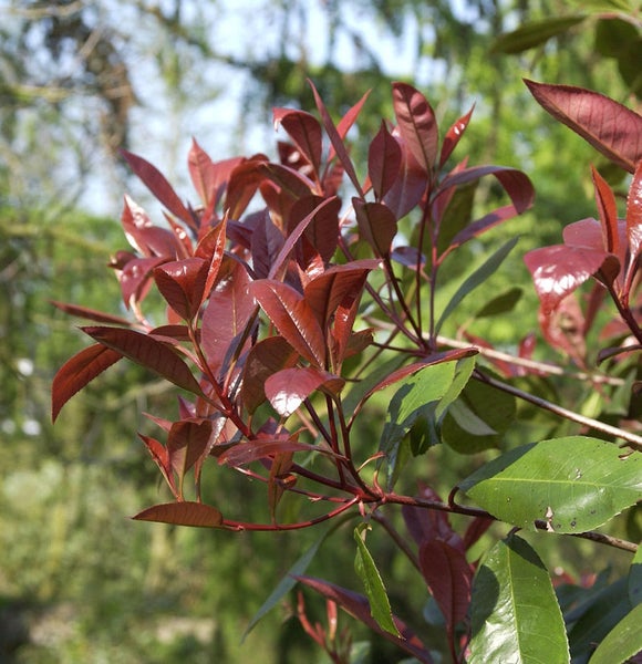 Nahaufnahme einer Glanzmispel mit roten und grünen Blättern.
