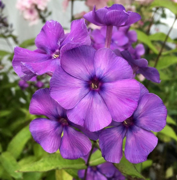 Nahaufnahme von lila Phloxblüten