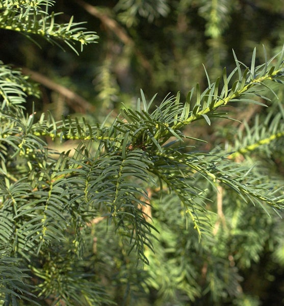 Zweig einer Eibe