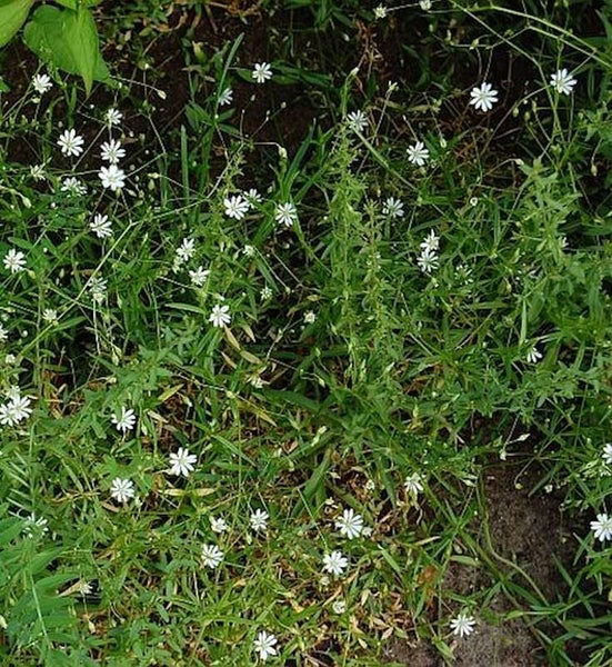 Aussaat von Vogelmiere im Garten.
