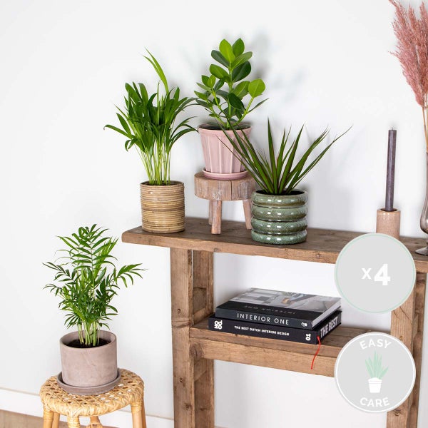 Bloomique - 4er-Mix - Robuste Zimmerpflanzen - Dracaena, Dypsis, Clusia, Chamaedorea - Luftreinigend - 20-40 cm Hoch - Topf 12 cm