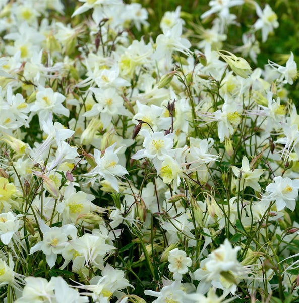 Nahaufnahme von weißen Akelei Blumen