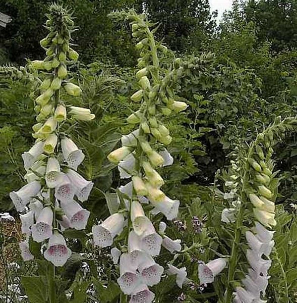 Digitalis-Pflanzen mit weißen Blüten in einem Garten.