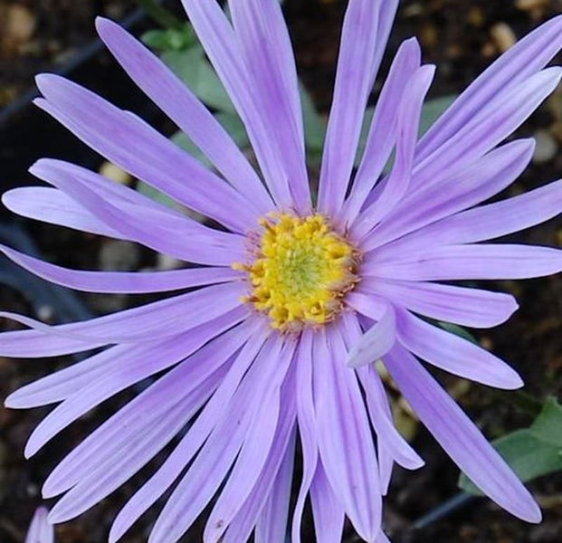 Nahaufnahme einer lila Glattblatt-Aster