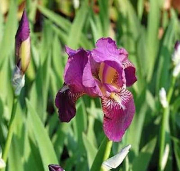 Nahaufnahme einer lila Schwertlilienblüte im Garten.
