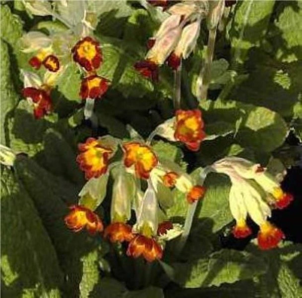 Blühende Primel im Garten