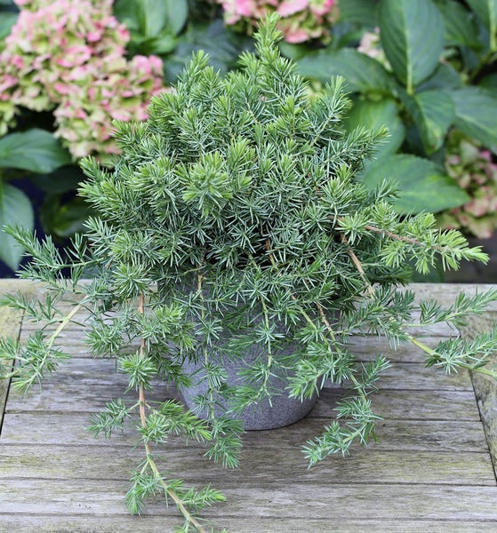 Wacholderpflanze im Topf auf einem Holztisch