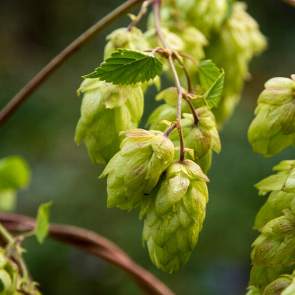 Bloomique – 2er-Set – Humulus Lupulus – Hopfenpflanze – geeignet zum Bierbrauen – Kletterpflanzen – Gartenpflanzen – winterhart – Topf 15 cm – 70–80 cm hoch