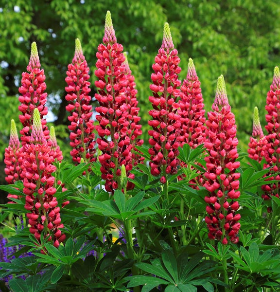 Gruppe aufrechter, roter Lupinen im Gartenbeet