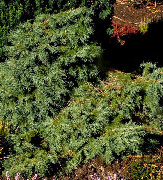 Nahaufnahme einer Zwerg-Hängezeder im Garten.