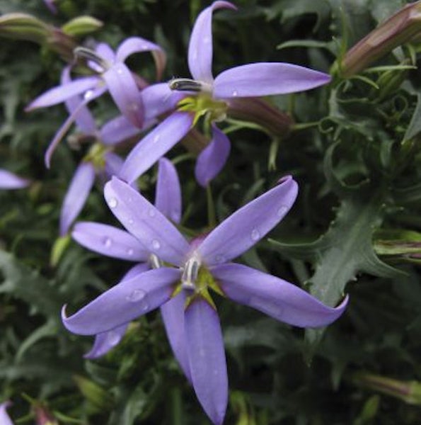 Blüte der Sumpf-Lobelie im Detail