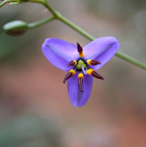 Nahaufnahme einer einzelnen lila Duftschwertlilie