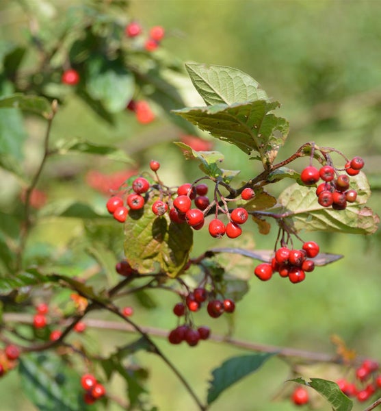 Eberesche Zweig mit roten Beeren und grünen Blättern