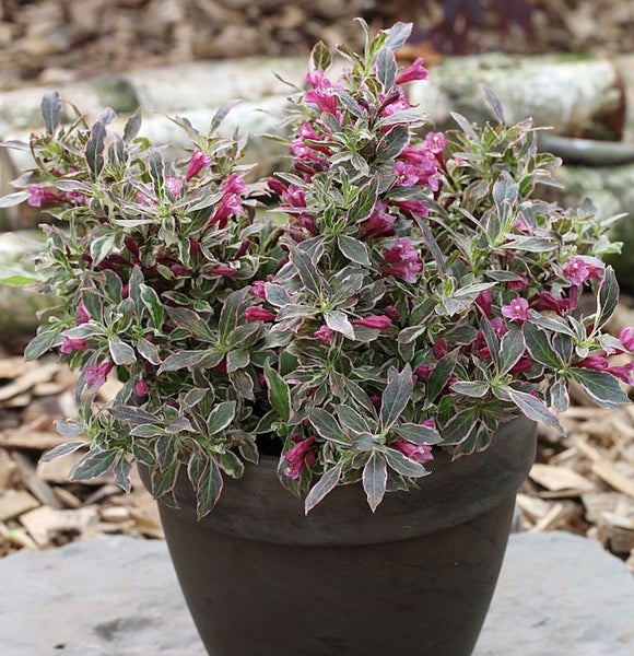 Im Topf wächst eine blühende Weigelie mit panaschierten Blättern.
