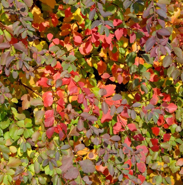Nahaufnahme einer Spiraea-Hecke mit bunten Blättern