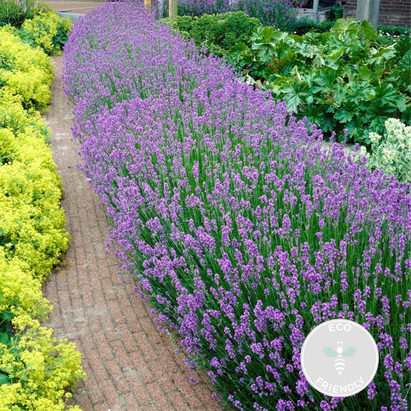 6er-Pack - Lavandula Angustifolia - Lavendel - Strauch - Winter Herz – ⌀15-20 cm