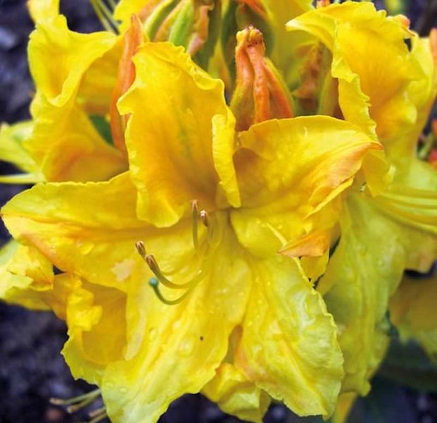 Nahaufnahme einer gelben Azaleenblüte