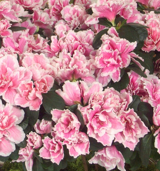 Azaleenpflanze mit rosa-weissen Blüten