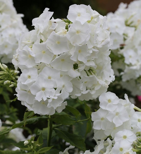 Nahaufnahme von weißen Flammenblumen