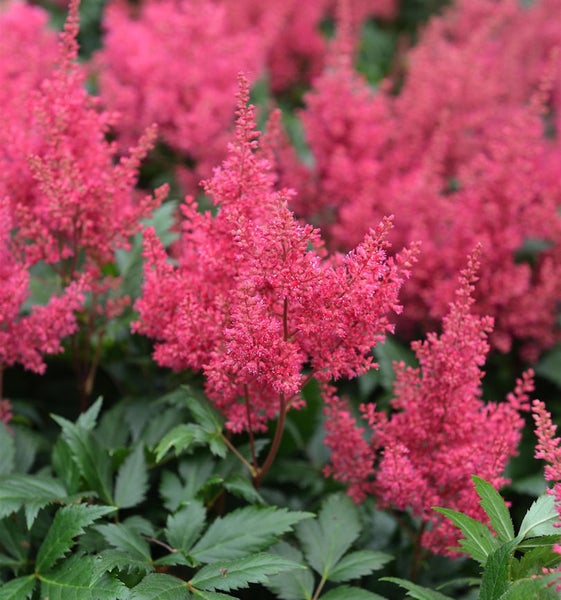 Nahaufnahme von Astilbenblüten im Garten
