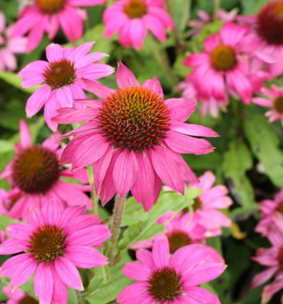 Nahaufnahme von rosafarbenen Sonnenhüten im Garten.