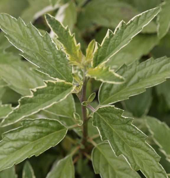 Nahaufnahme einer Pflanze mit grün-weiß panaschierten Blättern