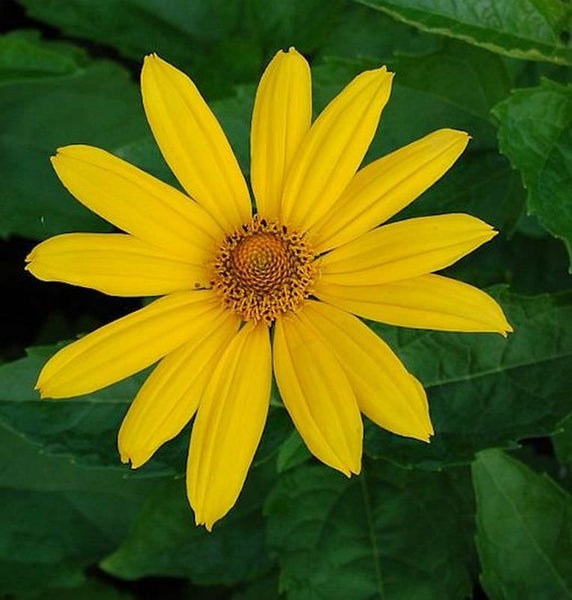 Gelbe Gartenstaude mit grünen Blättern