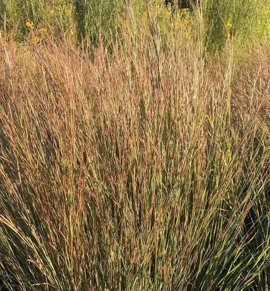 Hohes Ziergras im Gartenbeet