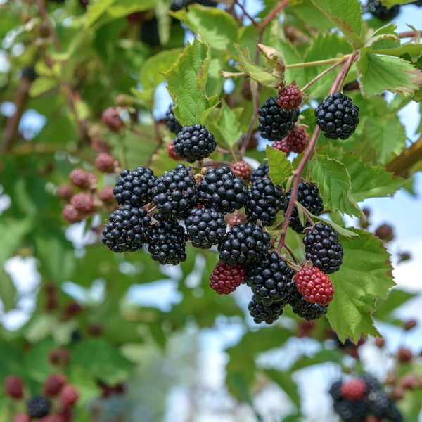 Reife Brombeeren am Strauch