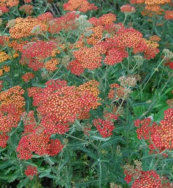 Schafgarbe mit roten und orangefarbenen Blüten