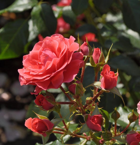 Nahaufnahme einer blühenden Rose mit Knospen