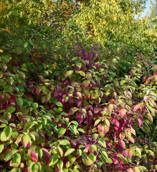Hartriegel mit grünen und roten Blättern im Garten