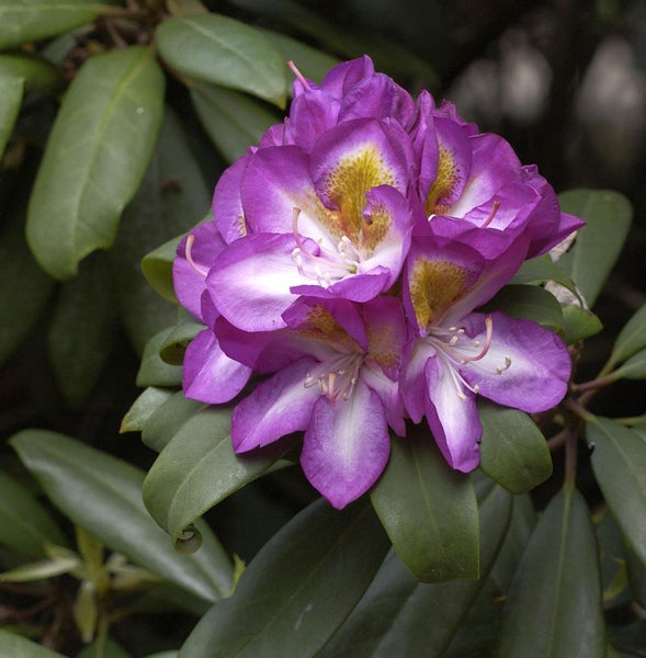 Nahaufnahme einer Rhododendronblüte