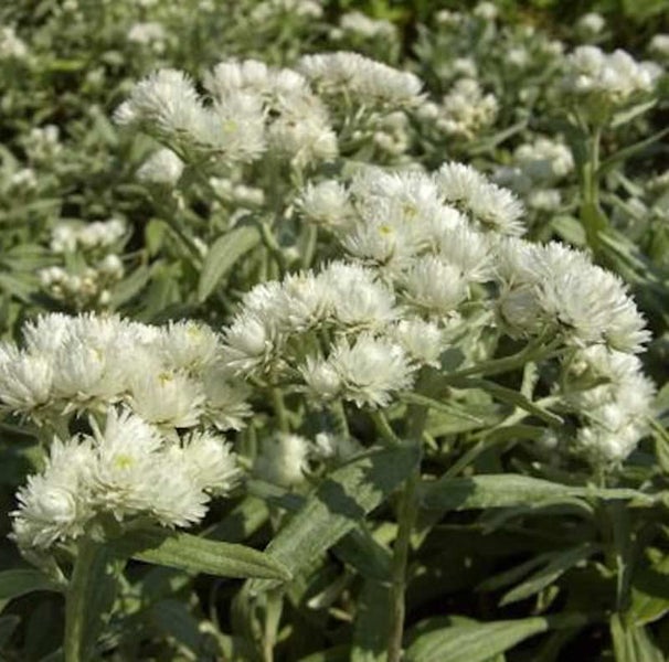 Immortelle Pflanze mit weißen Blüten