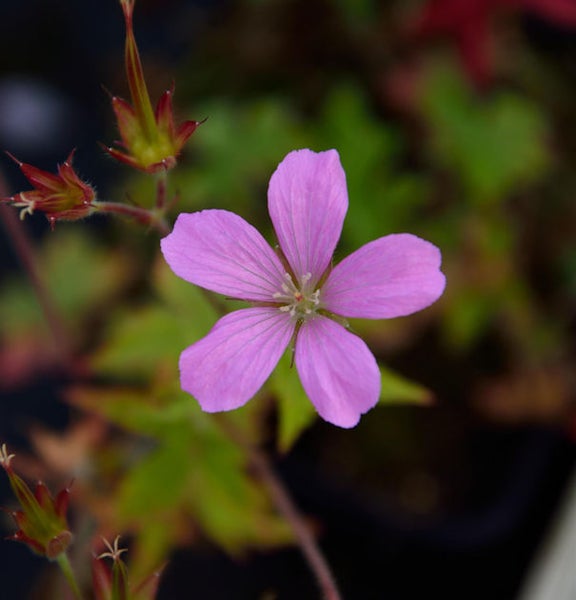 Nahaufnahme einer rosafarbenen Storchschnabelblüte