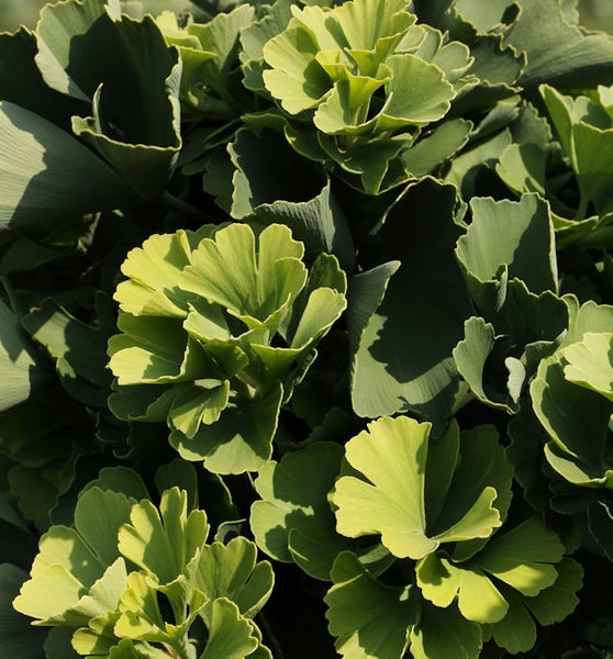 Nahaufnahme eines Ginkgobaums mit grünen Blättern.