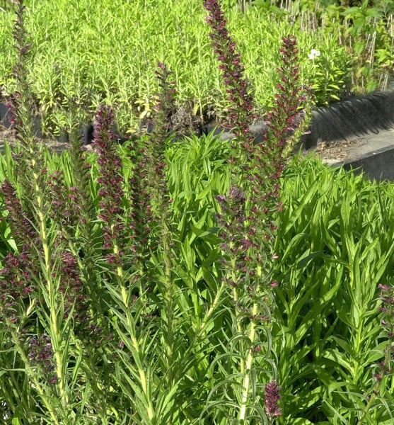 Aufrechte Ehrenpreis Pflanzen im Gartenbeet