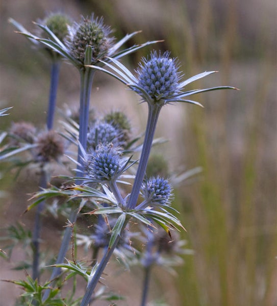 Nahaufnahme einer Mannstreu Pflanze im Garten