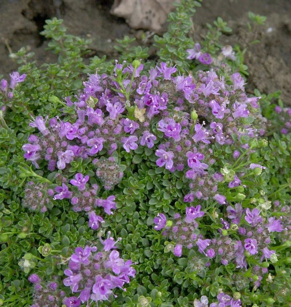 Blühender Kriechender Thymian im Garten