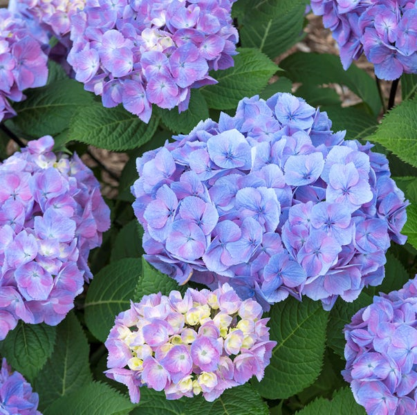 Nahaufnahme von blühenden Hortensien mit grünen Blättern