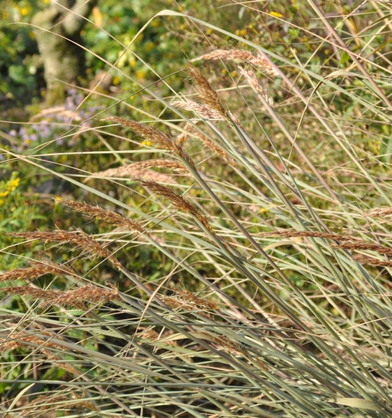 Pfeifenputzergras im Garten