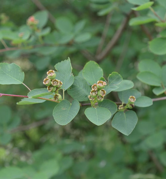 Felsenbirne mit Blättern und Früchten