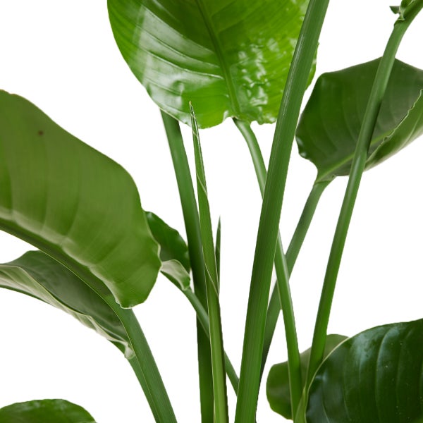 Bloomique - Strelitzia Nicolai - Strelitzie Pflanze - Paradiesvogel Pflanze - Paradiesvogelblume - Zimmerpflanzen Groß - Grünpflanzen Luftreinigend - Höhe 70-80 cm - Topf 17 cm