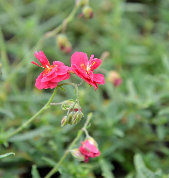 Sonnenröschen Pflanze mit pinkfarbenen Blüten