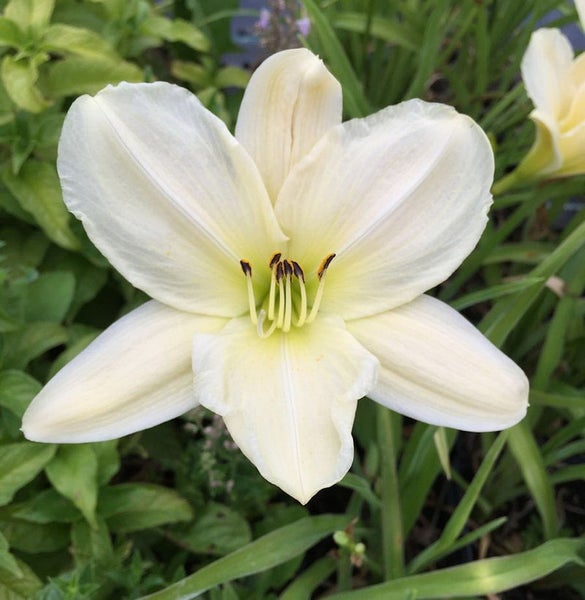 Nahaufnahme einer einzelnen, weißen Taglilienblüte im Garten