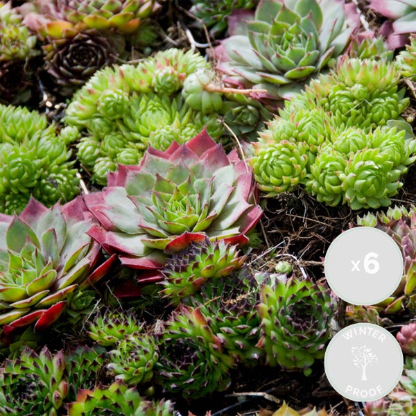Bloomique - 6er-Mix - Sempervivum-Mischung - Hauswurz - Gartenpflanzen - Winterhart - Bodendecker - Höhe 8-12 cm - Topf 7 cm