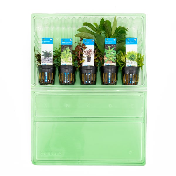 Bloomique - 5er Set - Aquarium Pflanzen Echt - Aquarium Zubehör - Wasserpflanzen - Reinigend - Sauerstoff - Pogostemon, Heteranthera, Wasserkelch, Riesen-Wasserfreund, Ludwigie - Höhe 15-20 cm